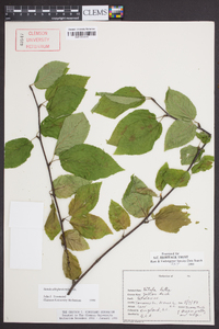 Betula alleghaniensis image