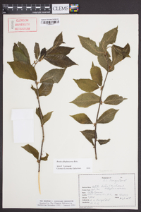 Betula alleghaniensis image