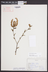 Betula alleghaniensis image