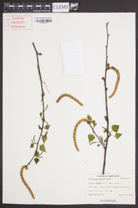 Betula cordifolia image