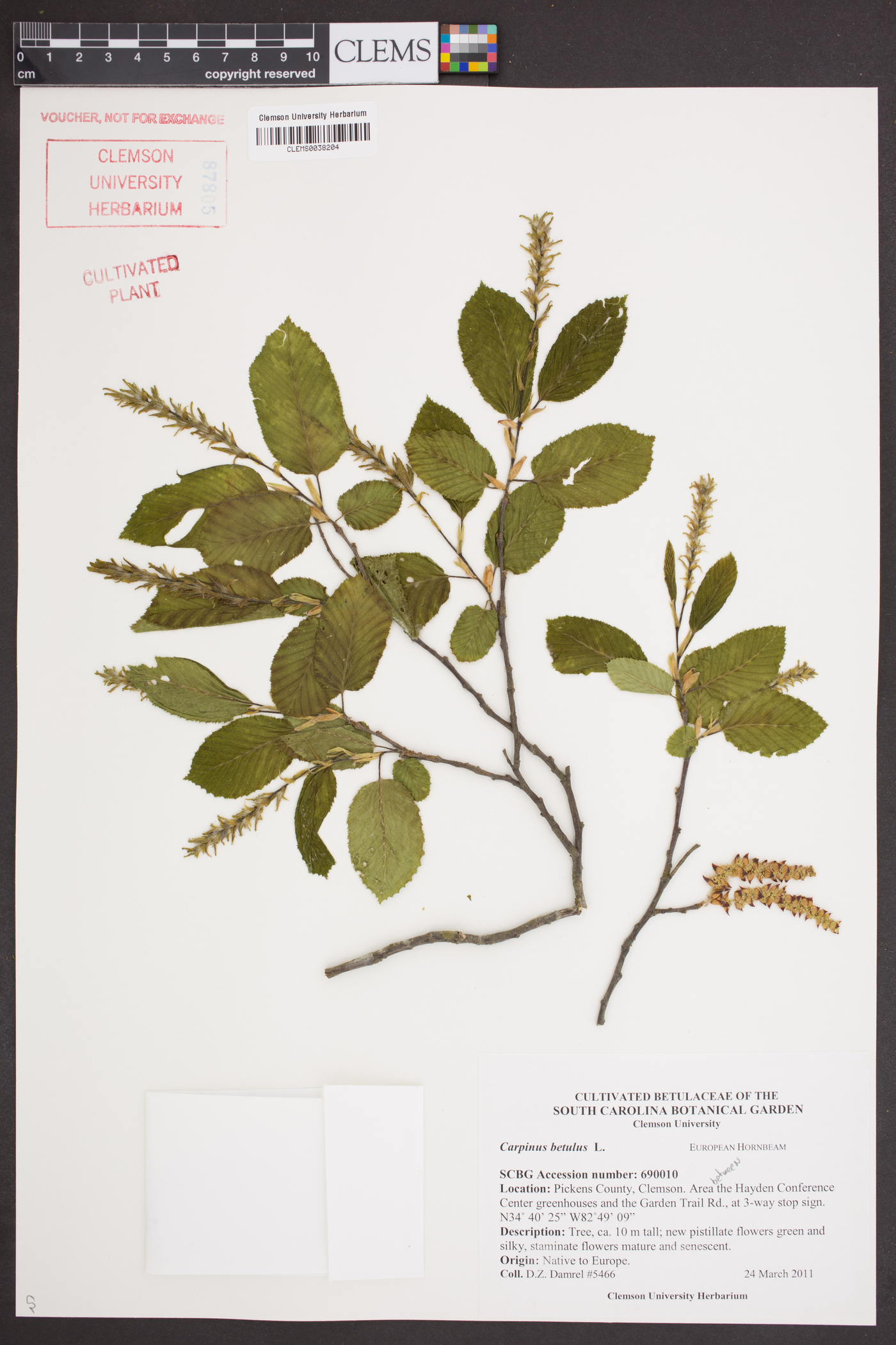 Carpinus betulus image
