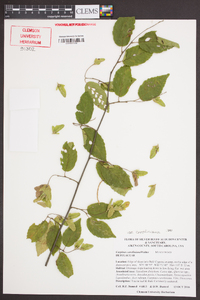 Carpinus caroliniana var. caroliniana image