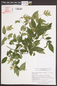 Carpinus caroliniana var. caroliniana image