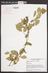 Carpinus caroliniana var. caroliniana image