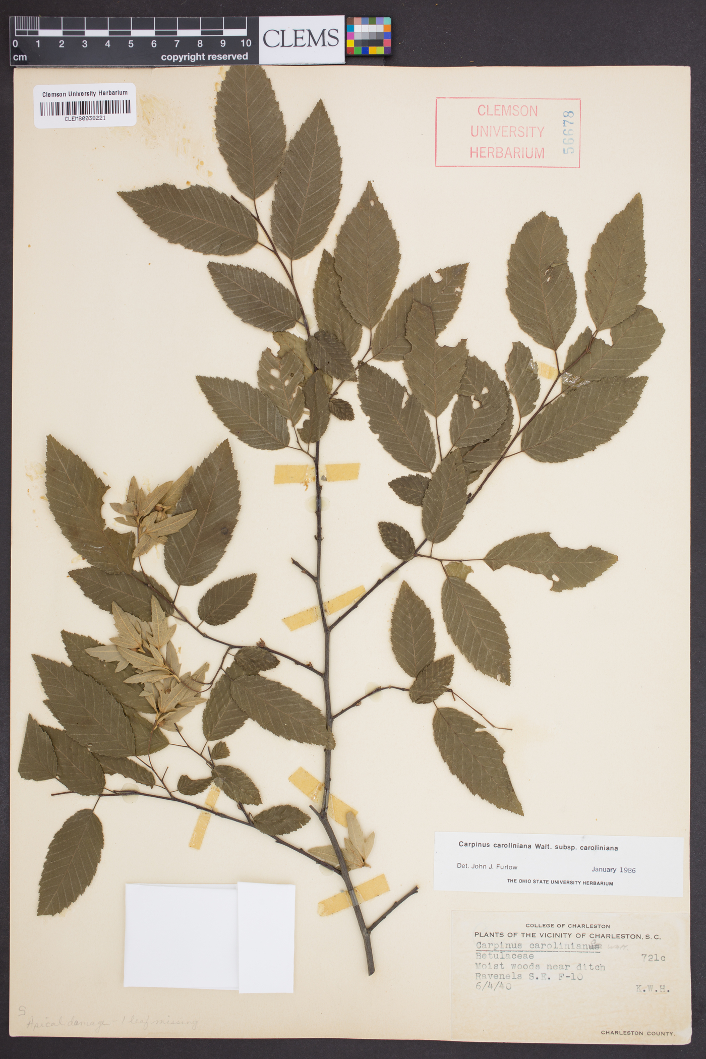 Carpinus caroliniana subsp. caroliniana image