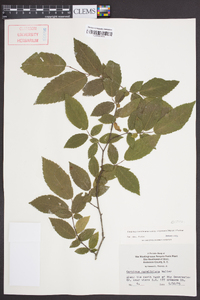 Carpinus caroliniana subsp. virginiana image