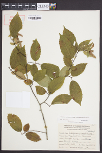 Carpinus caroliniana subsp. virginiana image