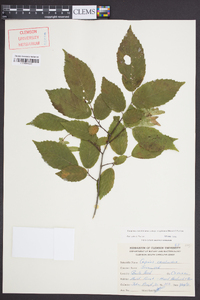 Carpinus caroliniana subsp. virginiana image