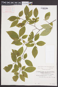 Carpinus caroliniana subsp. virginiana image