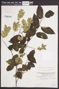 Carpinus caroliniana subsp. virginiana image