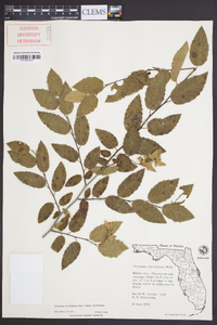 Carpinus caroliniana subsp. caroliniana image