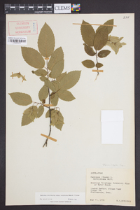 Carpinus caroliniana subsp. virginiana image