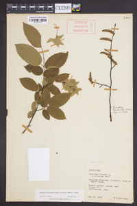 Carpinus caroliniana subsp. virginiana image