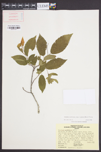 Carpinus caroliniana subsp. virginiana image