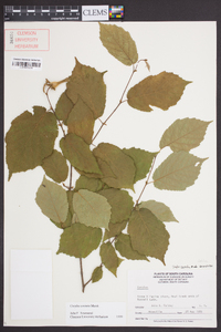 Corylus cornuta image