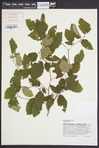 Corylus cornuta image