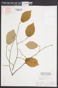 Corylus cornuta image