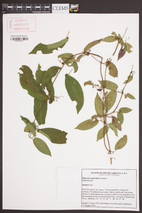 Bignonia capreolata image