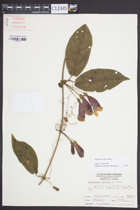 Bignonia capreolata image