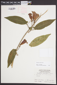 Bignonia capreolata image