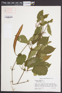 Bignonia capreolata image