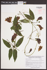 Bignonia capreolata image