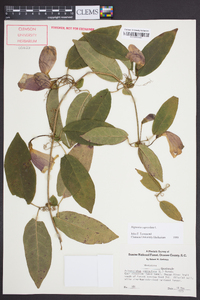 Bignonia capreolata image