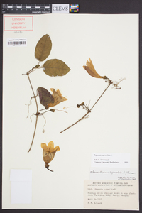 Bignonia capreolata image