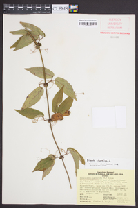 Bignonia capreolata image