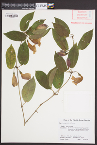 Bignonia capreolata image