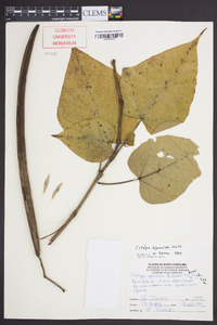 Catalpa bignonioides image