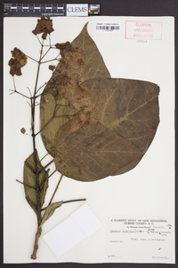 Catalpa speciosa image