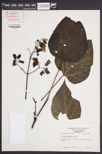 Catalpa speciosa image