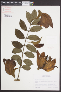 Spathodea campanulata image