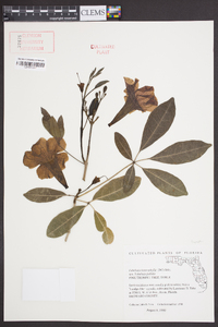 Tabebuia heterophylla image