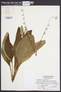 Cynoglossum virginianum image