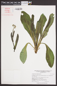 Cynoglossum virginianum image