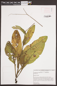 Cynoglossum virginianum image