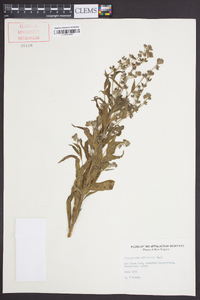 Cynoglossum officinale image