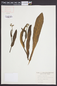 Cynoglossum virginianum image