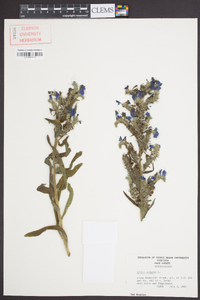 Echium vulgare image