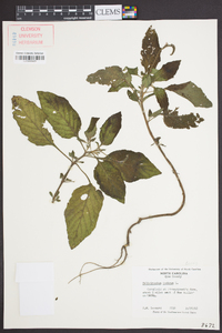 Heliotropium indicum image