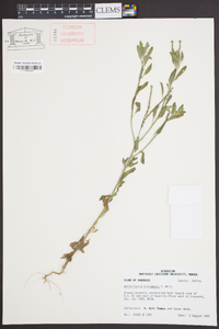 Heliotropium procumbens image