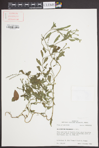 Heliotropium procumbens image