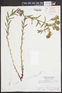 Lithospermum caroliniense image