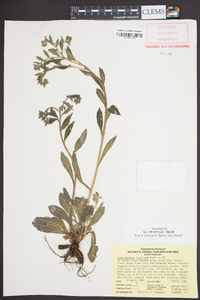 Lithospermum tuberosum image