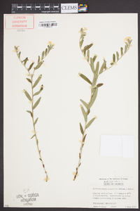 Lithospermum canescens image