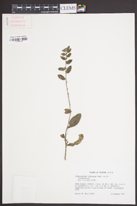 Lithospermum tuberosum image