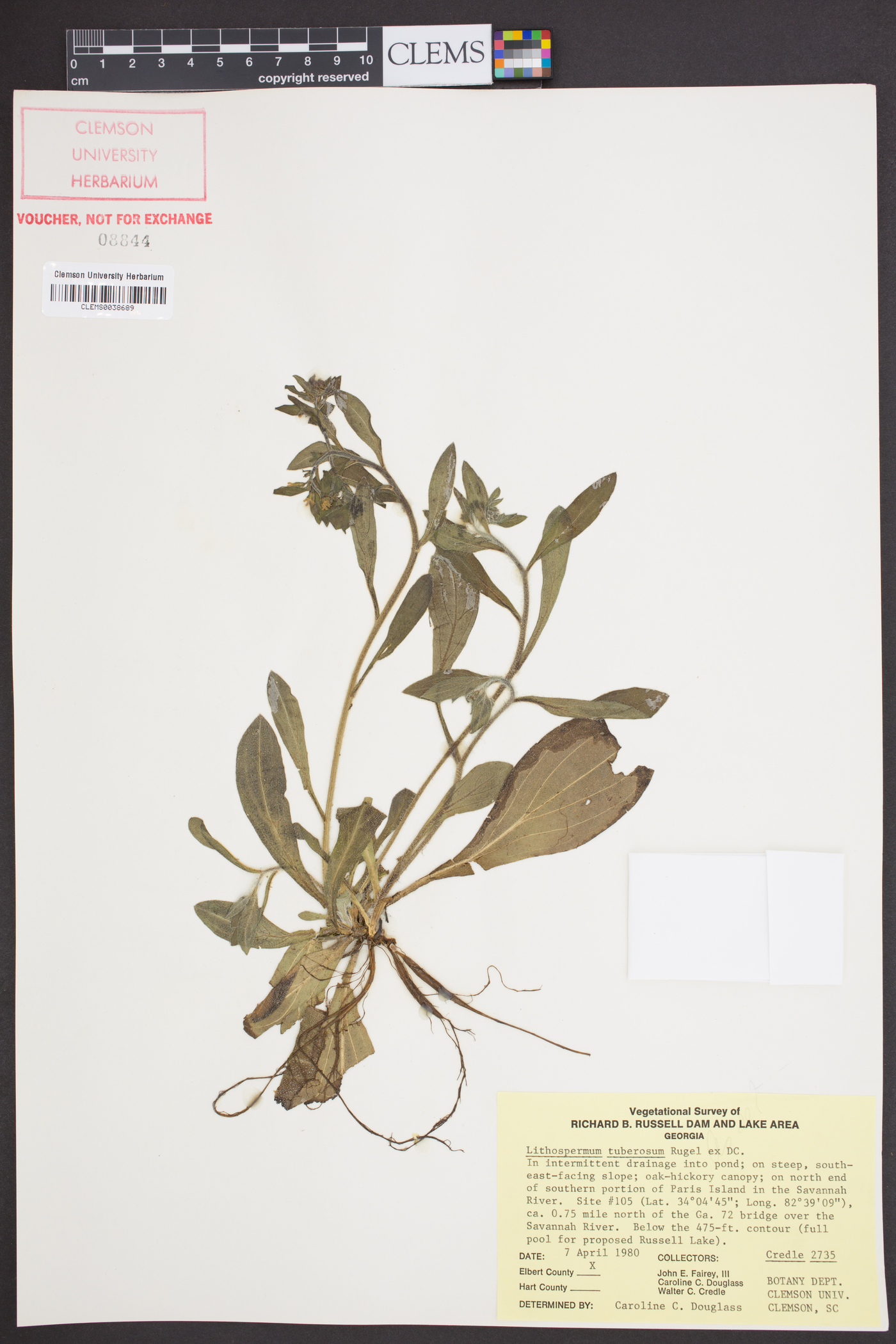 Lithospermum tuberosum image