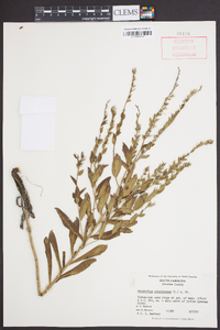 Onosmodium virginianum image